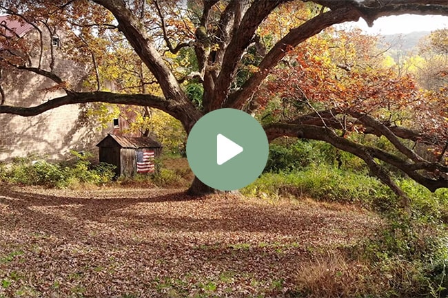 great oak wealth management video
