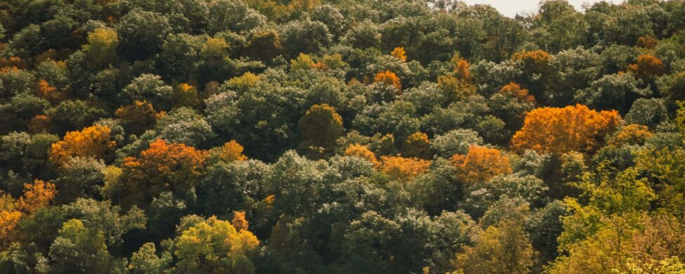 Forest landscape in Pennsylvania with trees turning colors in early fall
