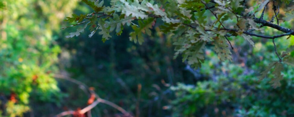 Oak tree branch with green leaves in a sunlit forest