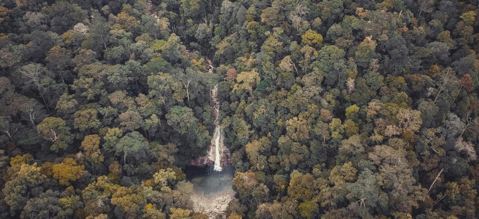 Aerial view of a dense forest with a waterfall flowing into a small pool below