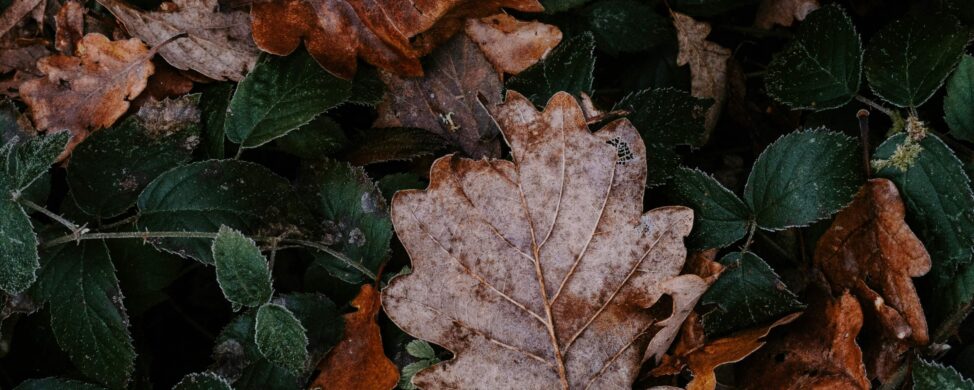 Close-up of dried oak leaves and green foliage, used as background for Roth Conversion Flow Chart sign-up