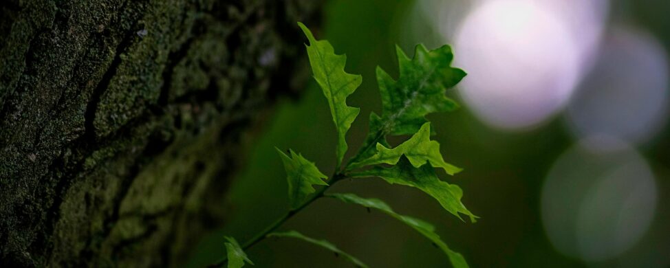 Close-up of green oak leaves and tree bark in soft natural light