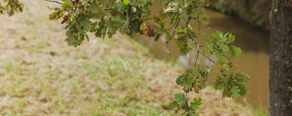 Green oak leaves hanging from a tree branch near a grassy riverbank