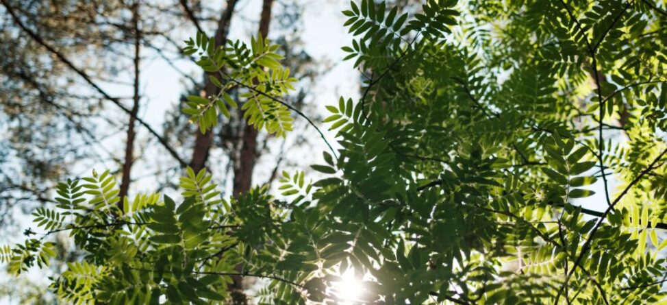 Sunlight shining through leafy green branches in a forest