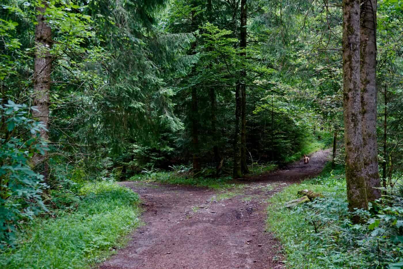 Forest trail fork representing roth 401k vs 401k decision for high income earners