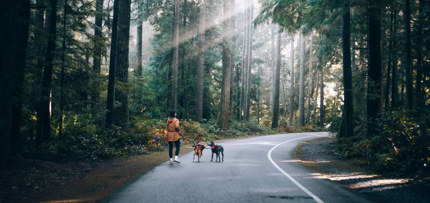 Early retirement planning for high earners, a woman walking two dogs on a forest road